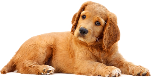 cat and dog