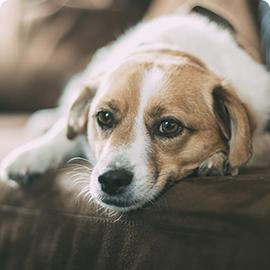 Dog - Jack Russell Terrier 