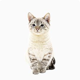 Cat - British Shorthair