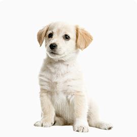 puppy - Labrador