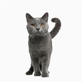 Cat - British Shorthair
