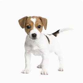 puppy - Jack Russell Terrier