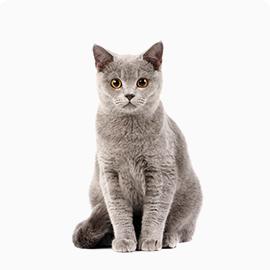 Cat - British Shorthair