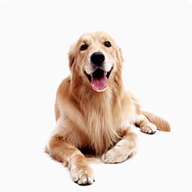 Dog - Golden Retriever
